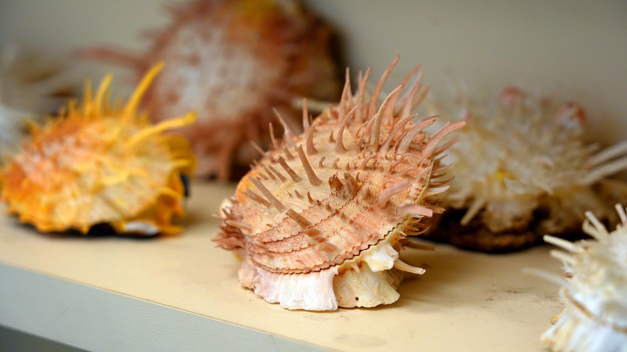 Inside a Collection of 117,000 Shells and the World’s Deadliest Snail